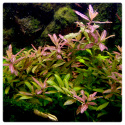 Zestaw łatwych roślin do akwarium z Pęsetą Gratis | 8 gatunków 180 sadzonek