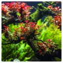Zestaw łatwych roślin do akwarium z Pęsetą Gratis | 8 gatunków 180 sadzonek