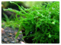 105. Plagiomnium Affine Pearl moss porcja in vitro
