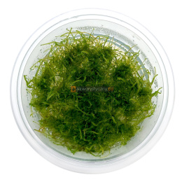 Giant moss (taxiphyllum sp.) kubek 10cm in vitro