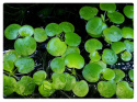Limnobium Laevigatum roślina do oczka wodnego