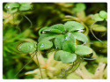 Limnobium Laevigatum roślina do oczka wodnego