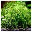 Plagiomnium Affine Pearl moss kubek 10cm in vitro