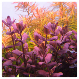Bacopa Salzmanii Purple Fioletowa in vitro kubek 10cm