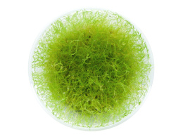 Mech Stringy moss Leptodictyum riparium kubek 10cm