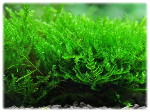 67. Mech Creeping moss in vitro porcja 10szt