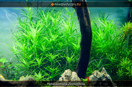 136. Heteranthera Zosterifolia hodowla wodna 1szt