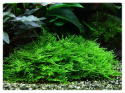 Mech Christmas moss (Xmas) kubek pojemnik S (7cm) in vitro